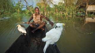 A local paddling on the Sepik river