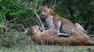Leopards in Yala National Game Reserve, Sri Lanka