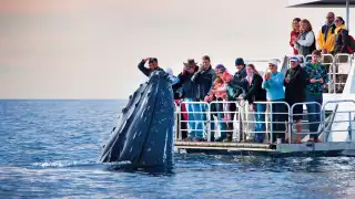 A whale off Australia's coast