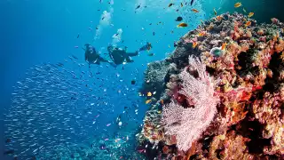 Australia's celebrated diving