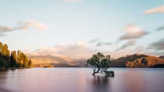 Famous tree at Lake Wanaka in New Zealand