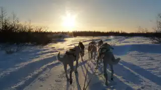 Dog sledding in Norway