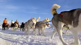 Dog sledding in Alpe D'Huez, France