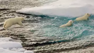 Swimming polar bears