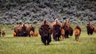 Wildlife in Yellowstone National Park