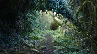 Porthilly Spirit woodland