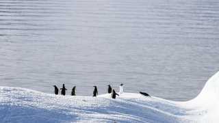 Best adventure holidays | Penguins in Antarctica