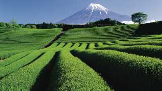 Japan Rugby World Cup 2019: Mt Fuji and the Shizuoka Tea fields