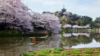 Japan Rugby World Cup 2019p: Yokohama's historic Sankeien garden