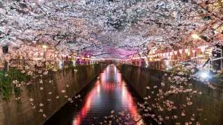 Japan Rugby World Cup 2019: The Meguro Canal at night in Tokyo, Japan