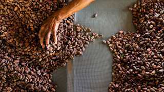 Grenada food and drink: cocoa beans in Grenada