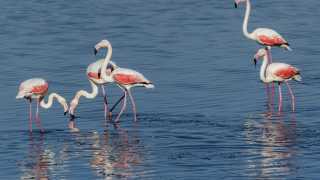 Thrace, Greece | Flamingos on Lake Vistonida
