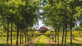 Things to do in Jersey: the vineyard at La Mare