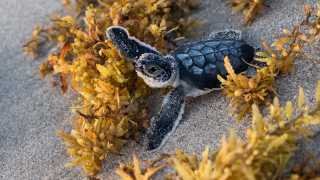 Baby sea turtle, Juno Pier