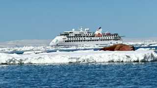 Arctic, cruise ship and seal