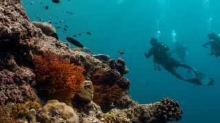 Reef diving in the Indian Ocean