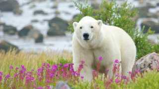 Polar bear on the Hudson Bay