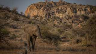 An elephant in the arid landscapes of Botswana