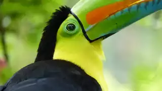 A keel billed toucan in the Maya rainforest of Belize