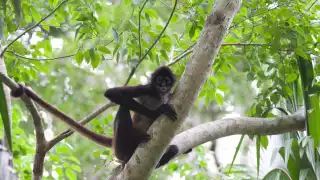 A howler monkey in the Maya rainforest of Belize