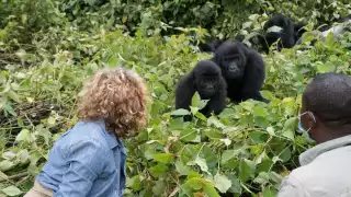 Gorillas at Virunga National Park