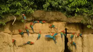 Parrots in the Peruvian Amazon