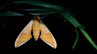 Moth in the Peruvian Amazon