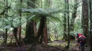 Tarkine Rainforest Track