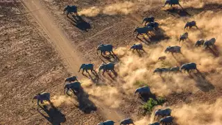 A herd of elephants seen at aerial view