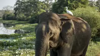 A Sri Lankan elephant and bird