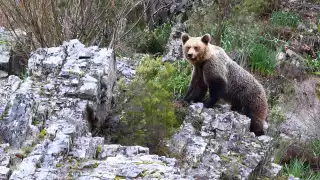 A Cantabrian brown bear in Fuentes del Narcea