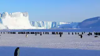 Penguins in Antarctica, which you can witness on the Highlights of Antarctica cruise