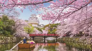 Witness cherry blossoms in Japan