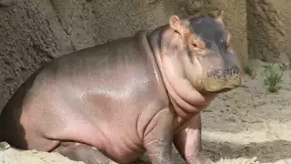 Fiona the hippo