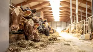 Vogafjós restaurant is also a working dairy farm