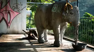 An elephant model in a derelict hotel near Tai She Wan Village in Hong Kong