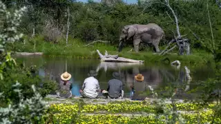 Watching elephants on foot Watching elephants on foot
