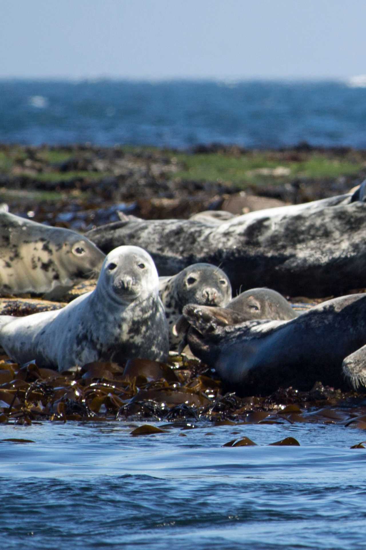 Grey Seals on Lindisfarne