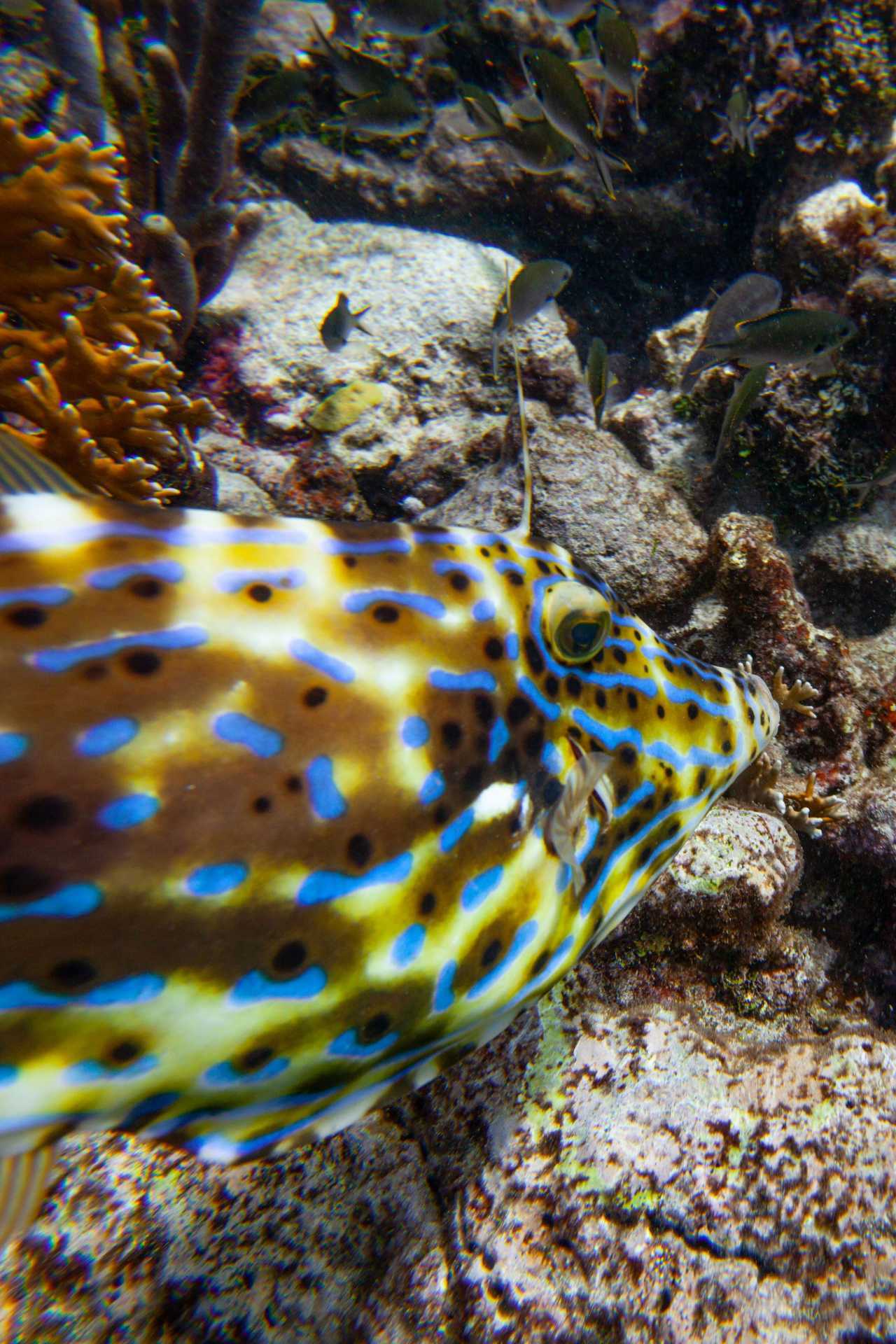 A fish in Tobago Cays, Petit St Vincent