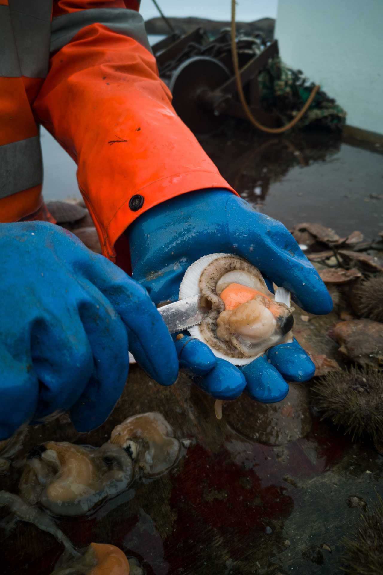 Best food holidays: scallop fishing in Iceland