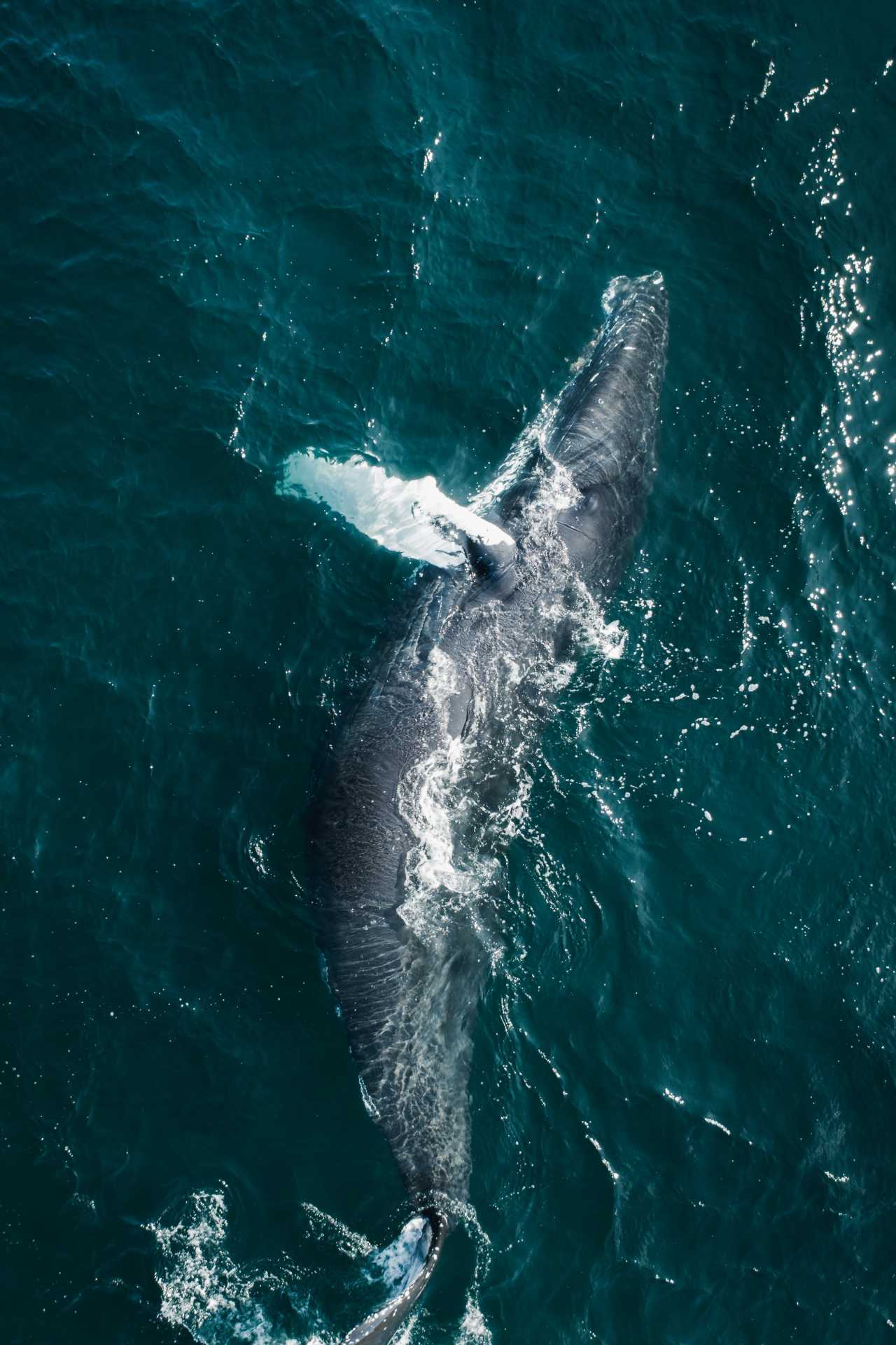 A humpback whale swims up to the freezing waters' surface in Eyjafjord