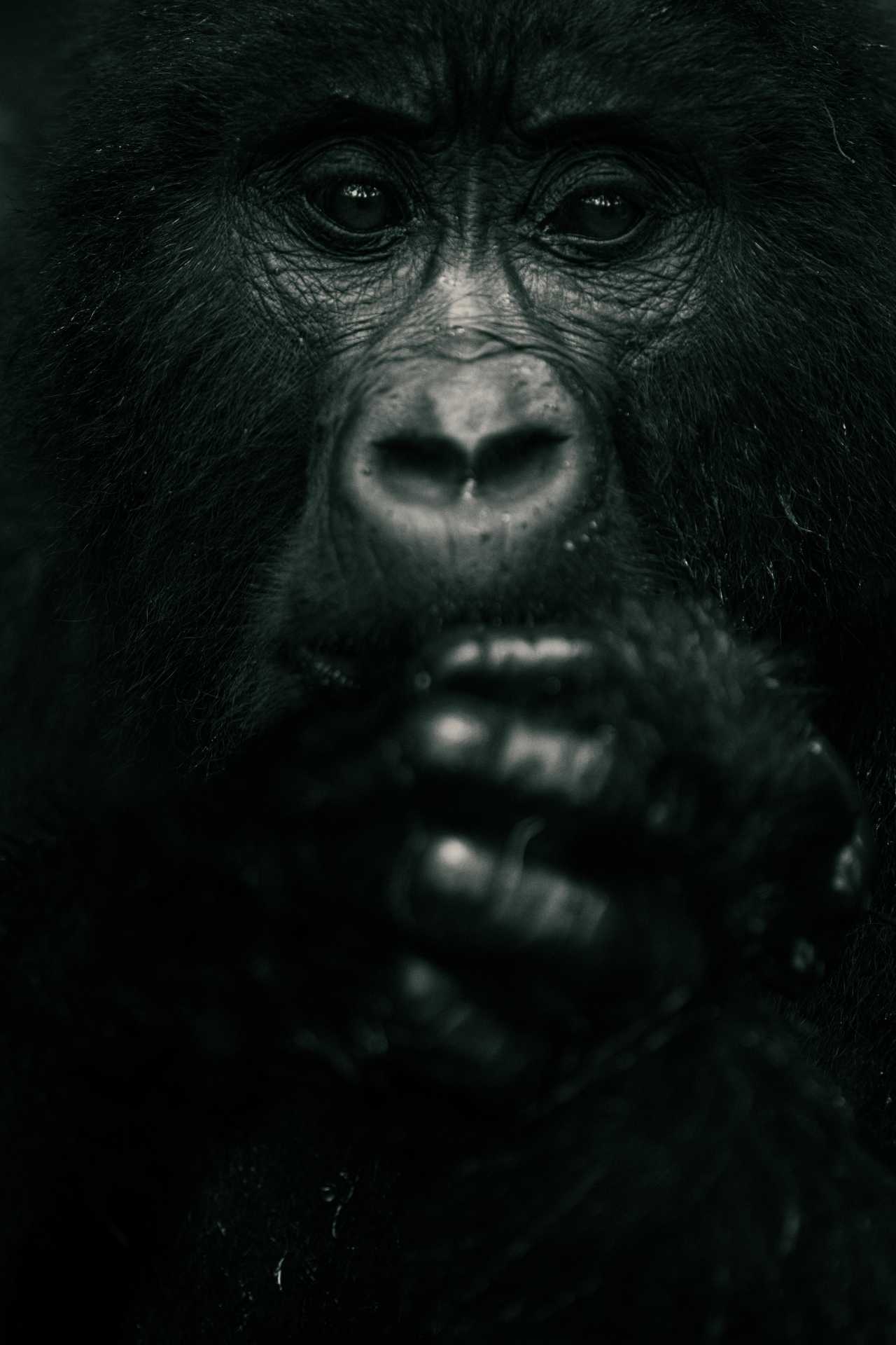 Mgahinga National Park was created to protect the little remaining habitat and population of mountain gorillas such as this female