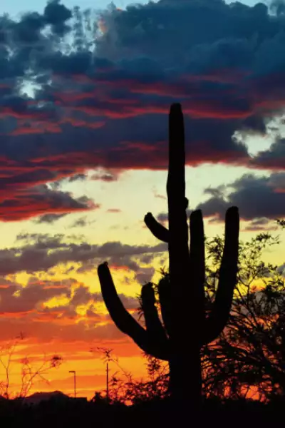 The Sonoran desert