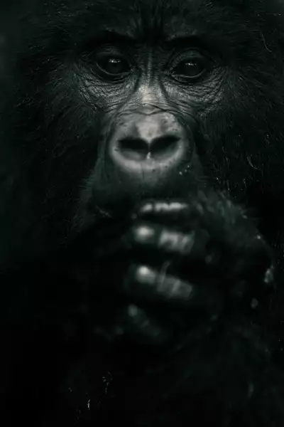 Mgahinga National Park was created to protect the little remaining habitat and population of mountain gorillas such as this female
