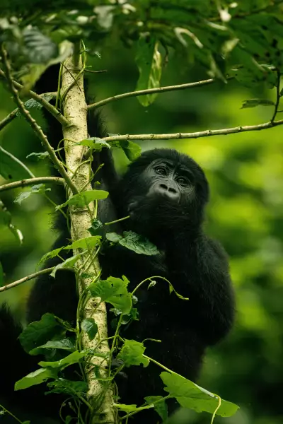 There are, as yet, still no official Batwa guides within the Bwindi Impenetrable Forest, despite it being their ancestral land