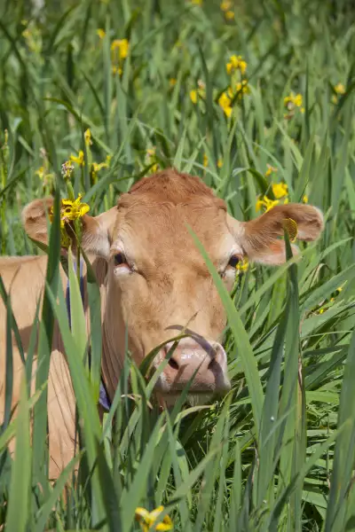 A Guernsey cow