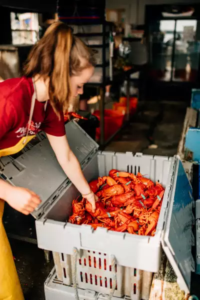At Five Islands Lobster in Georgetown, a worker handles freshly cooked lobster at a must-visit seafood stop
