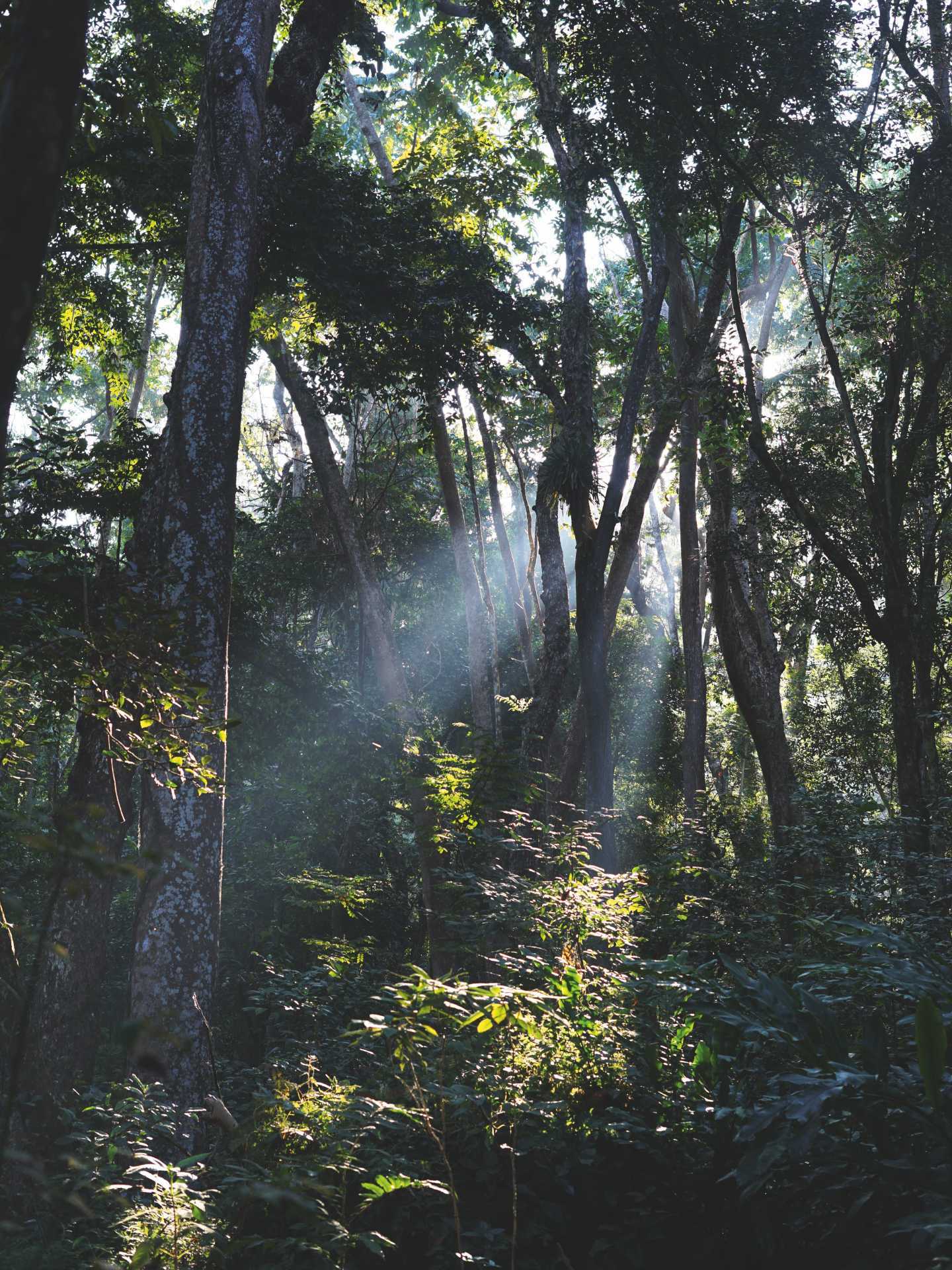 Forest at the Kuang Si Falls Forest at the Kuang Si Falls