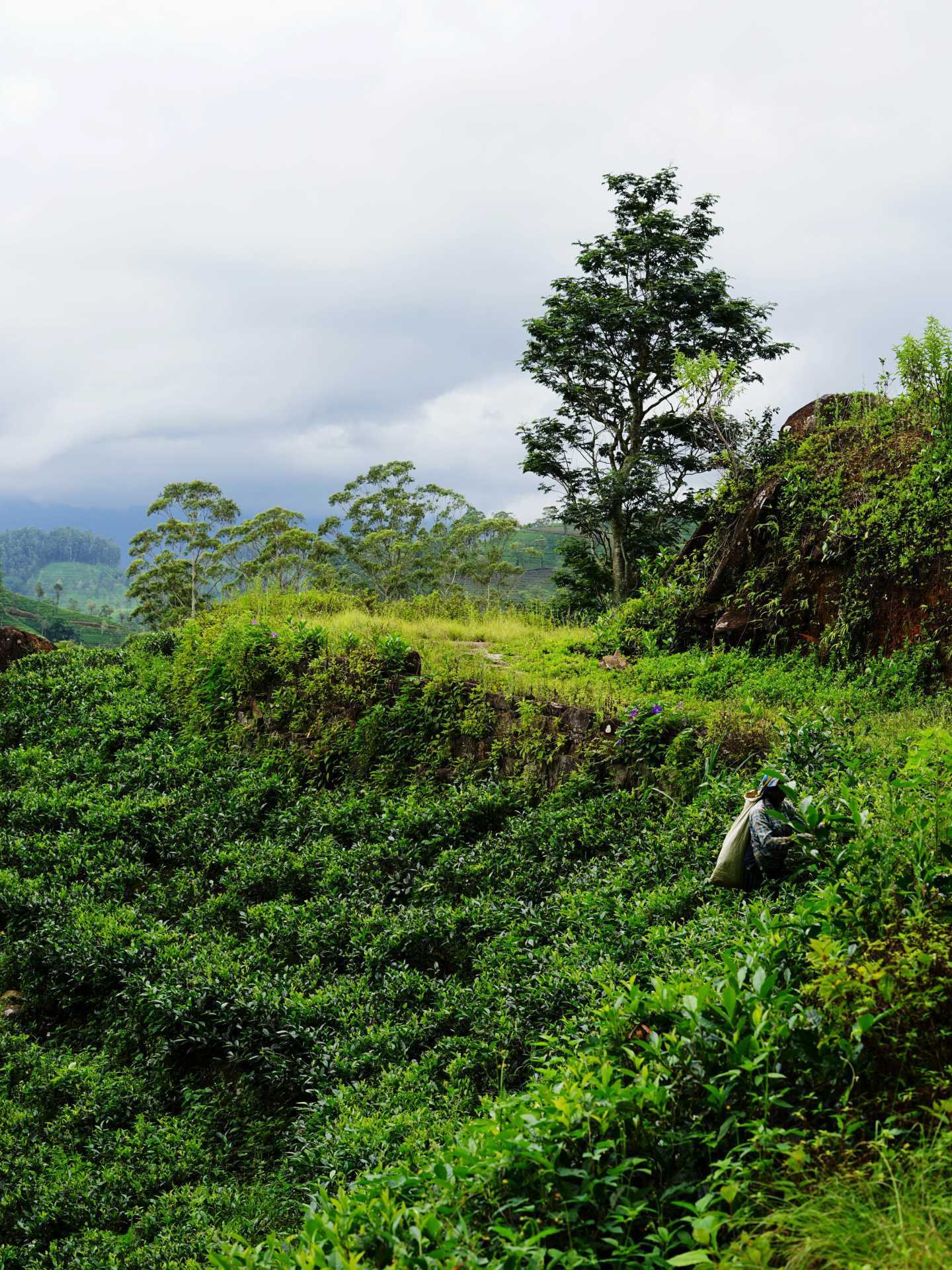A women picks tea along the tea terraces in Hatton