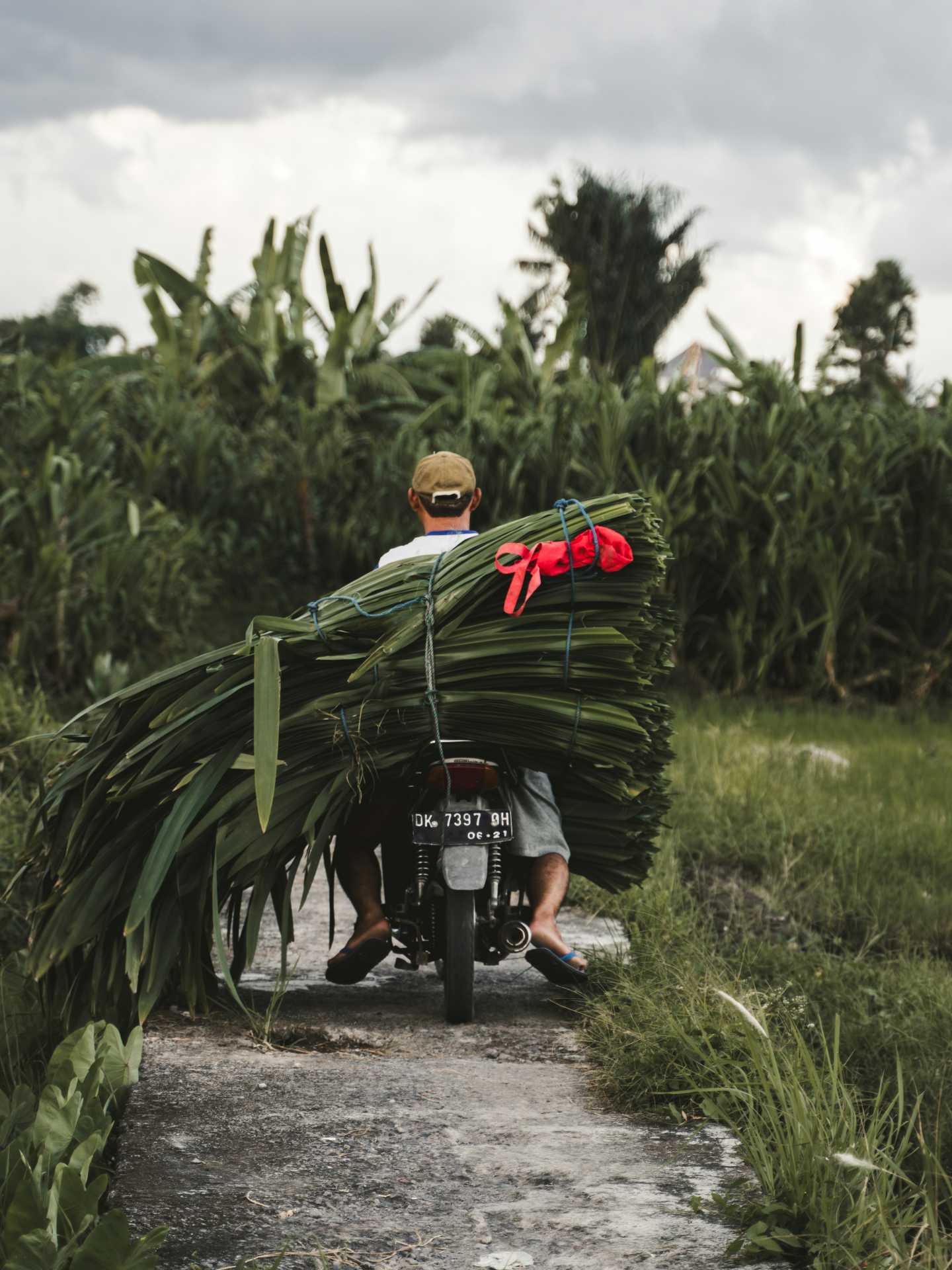 A man riding a motorcycle in Bali, Indonesia, transporting a large bundle of leaves